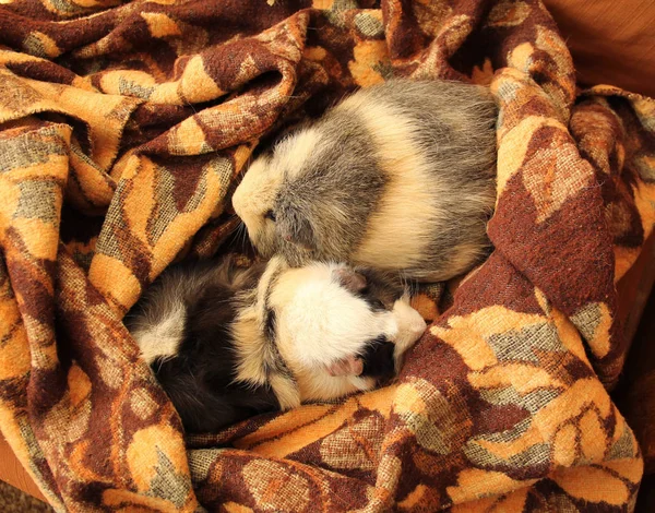 つのかわいいモルモットの茶色の毛布の上には 一緒に横になっています — ストック写真