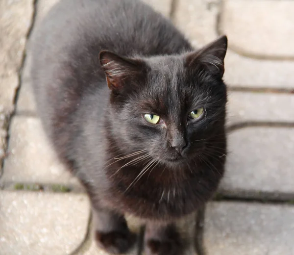 Černá Kočka Sedí Pavage Vyhledávání — Stock fotografie