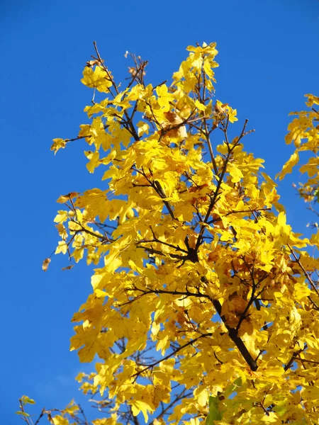 Gałąź Drzewa Klonowego Jasne Żółte Listowie Błękitne Niebo — Zdjęcie stockowe