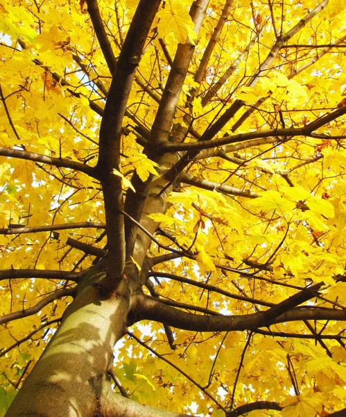 노란색으로 나무의 — 스톡 사진