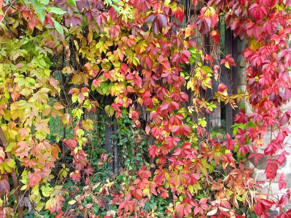 Een Heleboel Bladeren Van Woodbine Rode Gele Groene Kleuren Herfst — Stockfoto