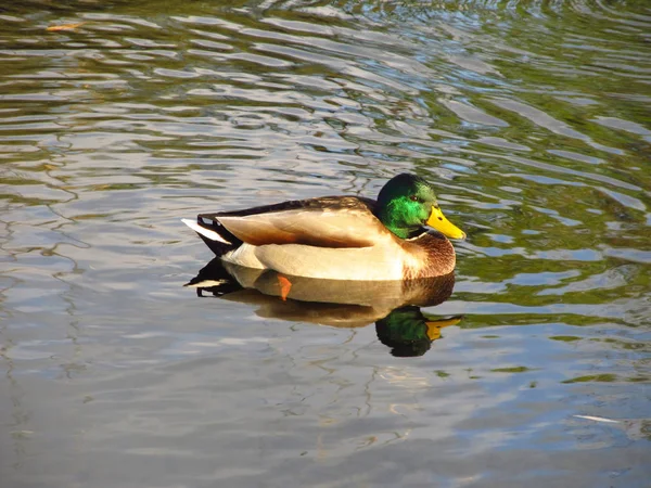 Pato Macho Colorido Nadando Río —  Fotos de Stock