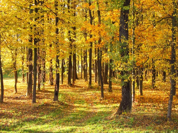 Дерева Жовтим Листям Осінньому Лісі — стокове фото
