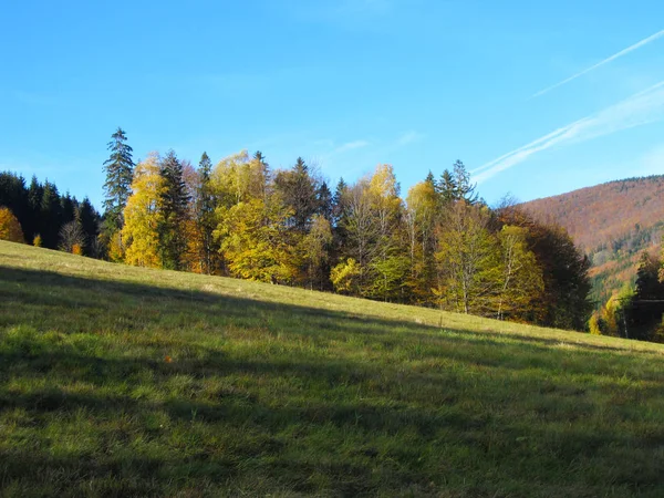 Forêt Colorée Avec Des Arbres Jaunes Verts Prairie Sur Journée — Photo