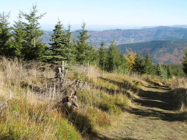 Sentier Menant Travers Forêt Épinettes Jeunes Saisir Herbe Avec Vue — Photo