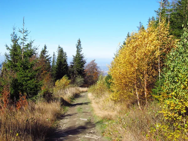 Шлях Веде Через Барвистий Ліс Регіоні Гори Бескиди Восени — стокове фото