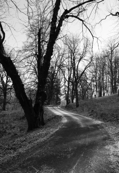 Ormanın Içinden Geç Sonbaharda Giden Bir Yol Siyah Beyaz Fotoğraf — Stok fotoğraf