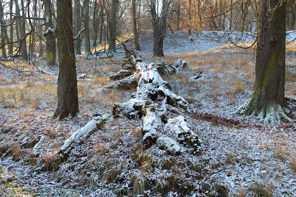 Eski Ölü Ağaç Gövdesine Biraz Karla Kaplı — Stok fotoğraf