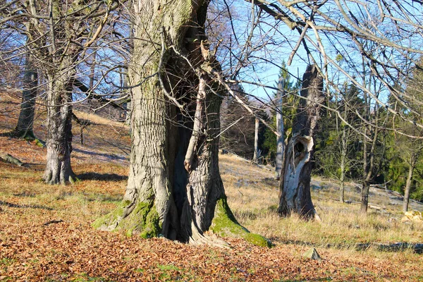 Vários Troncos Gordura Árvores Floresta Outono — Fotografia de Stock