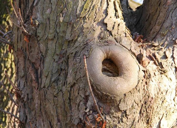 Hole Fat Trunk Old Chestnut Tree — Stock Photo, Image