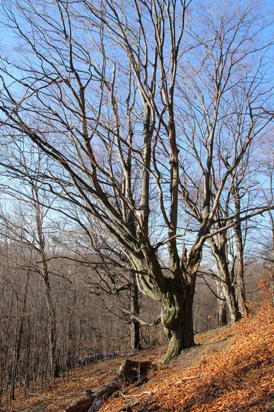 Old Beech Tree Bare Branches — Stock Photo, Image