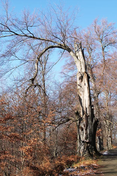 Árvore Faia Velha Com Ramos Nus Curvados Para Baixo Floresta — Fotografia de Stock