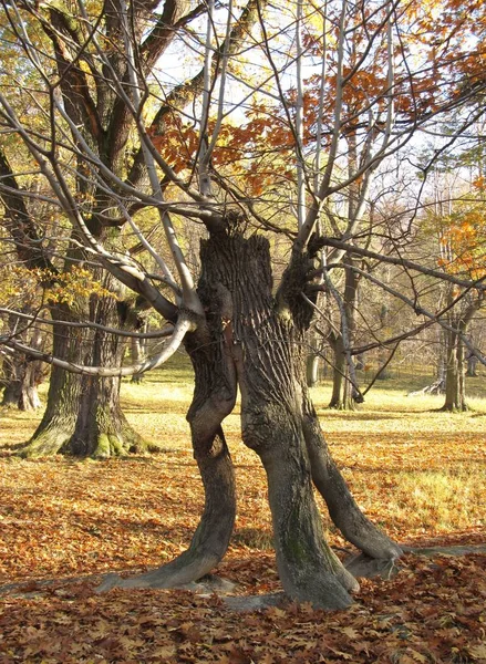 Árvore Bizarra Que Olha Como Alguma Floresta Que Está Outono — Fotografia de Stock