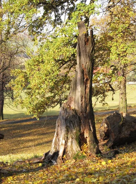 Restos Árvore Velha Floresta Outono — Fotografia de Stock