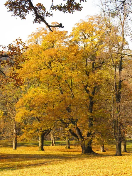 Grande Árvore Bordo Com Folhas Amarelas Dia Ensolarado Outono — Fotografia de Stock