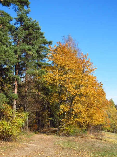 Сосна Желтое Дерево Рядом Тропой Осенней Природе — стоковое фото