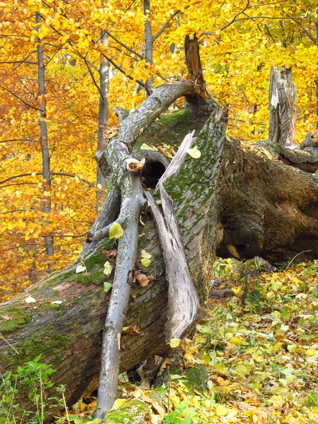 Tronco Uma Árvore Velha Floresta Colorida Outono — Fotografia de Stock