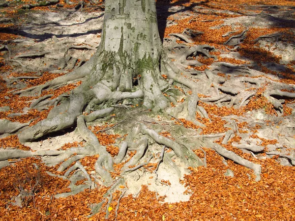 Big Crooked Roots Old Beech Tree Fallen Orange Leaves Bright — Stock Photo, Image