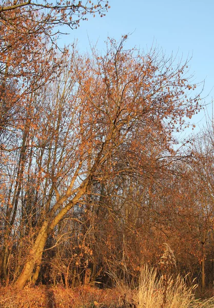 Drzewo Gołymi Gałęziami Krawędzi Drewna Świetle Wieczoru — Zdjęcie stockowe