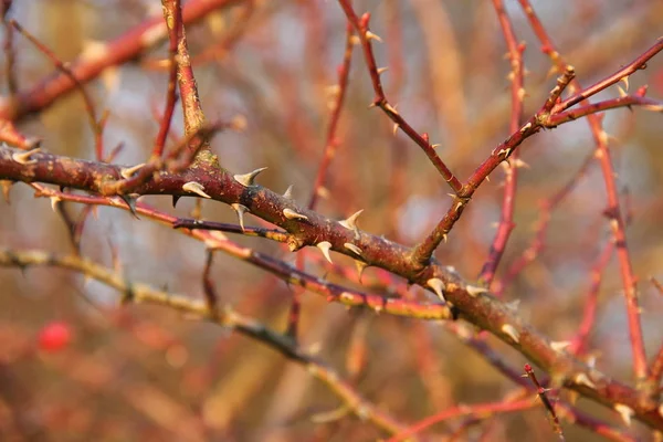 Photo Rapprochée Quelques Brindilles Rose Sauvage Avec Des Épines — Photo