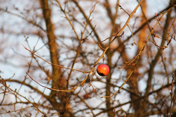 Una Manzana Roja Rama Desnuda Árbol Otoño — Foto de Stock