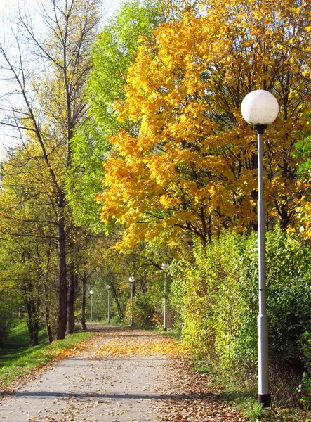 Красочные Деревья Растущие Вдоль Тротуара Осенью Несколько Белых Уличных Фонарей — стоковое фото
