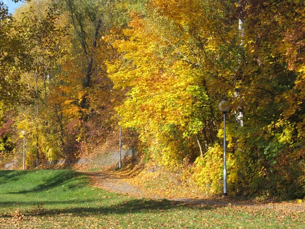 Красочные Деревья Растущие Вдоль Тротуара Осенью Несколько Белых Уличных Фонарей — стоковое фото