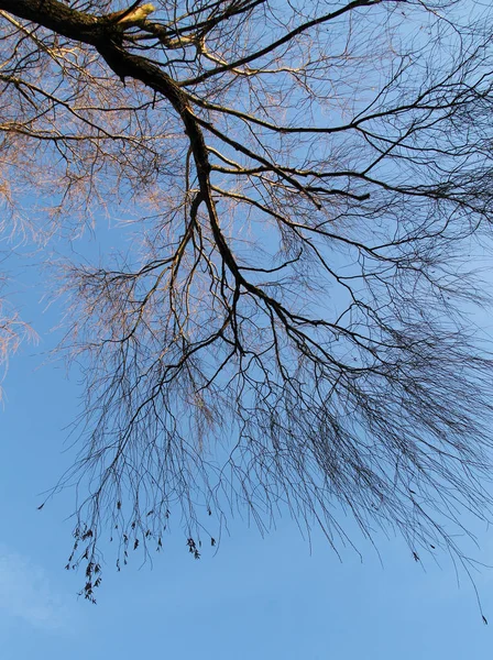 Φωτογραφία Γυμνά Κλαδιά Δέντρου Ιτιών Που Λαμβάνονται Από Κάτω Κάτω — Φωτογραφία Αρχείου