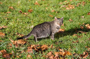 Çimlerin üstünde kedi ile düşen yapraklar sonbaharda kaplı.