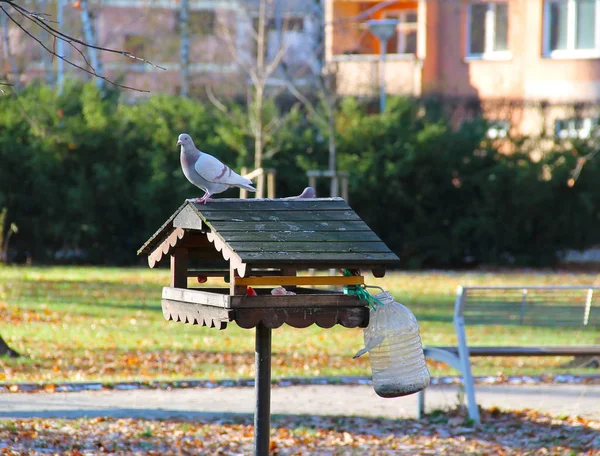 Duif Bird Feeder Het Park — Stockfoto