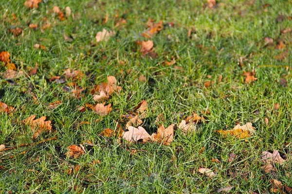 Many Fallen Oak Leaves Grass — Stock Photo, Image