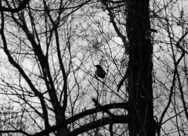 Çıplak Dallarında Sonbaharda Oturan Bir Karatavuk Siyah Beyaz Fotoğraf — Stok fotoğraf
