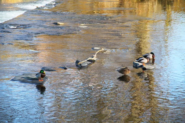 Einige Stockenten Ruhen Sich Auf Den Steinen Fluss Aus Und — Stockfoto