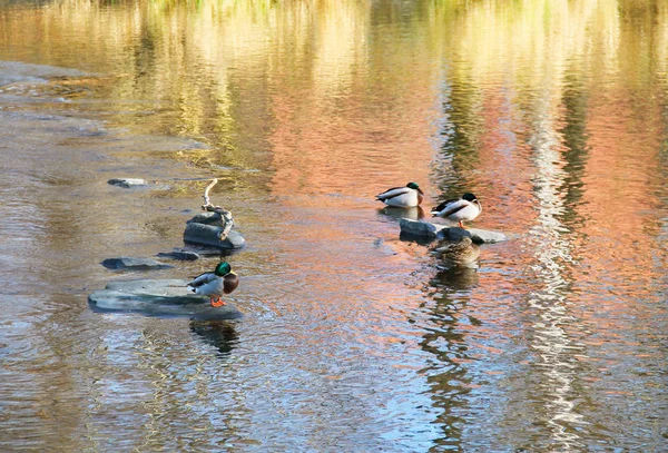 Einige Stockenten Ruhen Sich Auf Den Steinen Fluss Aus Und — Stockfoto