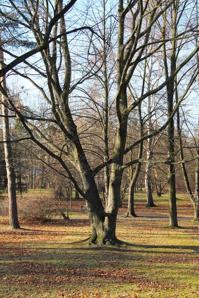 Μεγάλο Παλιό Δέντρο Γυμνά Κλαδιά Στο Πάρκο Φθινόπωρο — Φωτογραφία Αρχείου