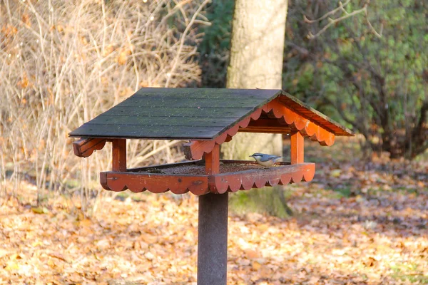 Kleiber Sitta Europaea Vogelfutterhäuschen — Stockfoto