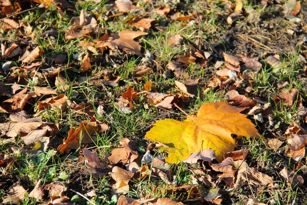 Gula Lönnlöv Och Många Fler Mindre Bruna Blad Marken — Stockfoto