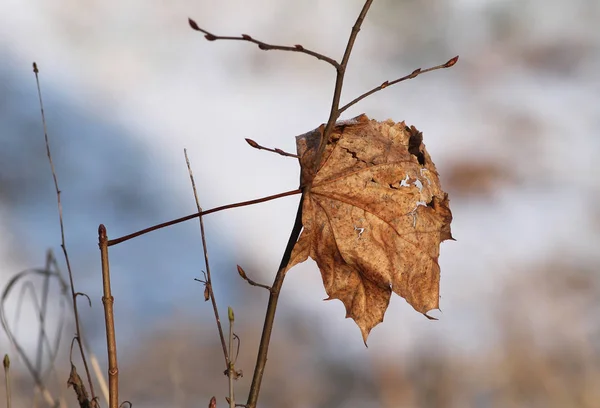 Kurutmak Kahverengi Akçaağaç Yaprağı Dal Üzerinde Sıkışmış — Stok fotoğraf