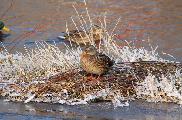 Stockenten Weibchen Anas Platyrhynchos Stehen Winter Auf Der Insel Fluss — Stockfoto