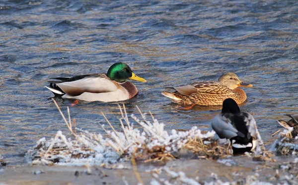 Stockenten Schwimmen Winter Zugefrorenen Ufer Eines Flusses — Stockfoto