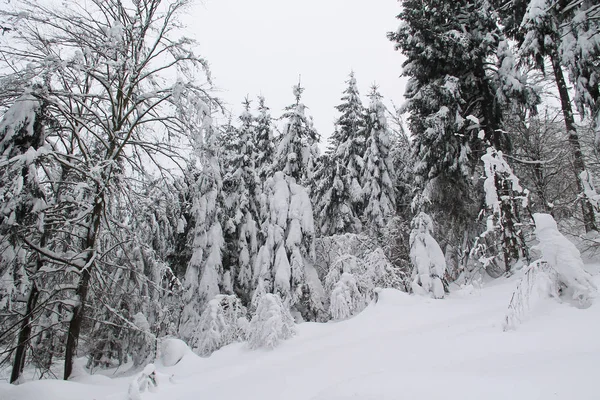 spruces in the forest covered with snow on cloudy winter day, Beskydy mountains, Czech Republic