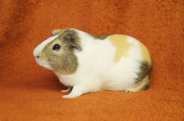 Cute Young Brown White Beige Guinea Pig Blanket — Stock Photo, Image