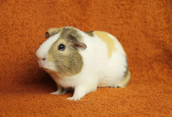 Schattige Jonge Bruin Wit Beige Cavia Deken — Stockfoto