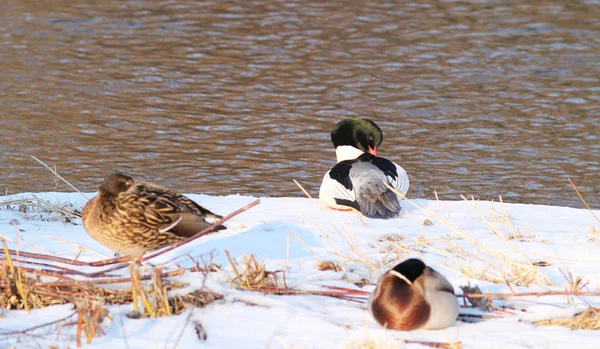 Merganser Comum Patos Reais Que Descansam Margem Rio Inverno — Fotografia de Stock