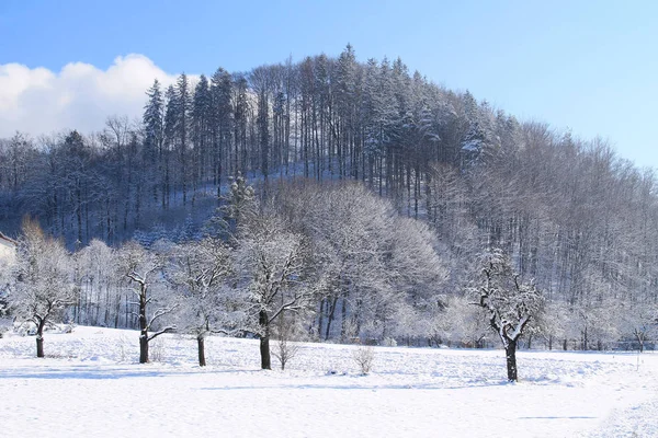 Landscape Hill Trees Covered White Snow Rime Winter Beskydy Mountains — Stock Photo, Image