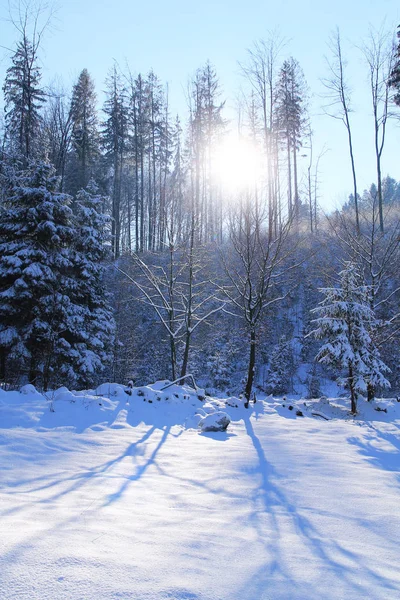 Sonne Die Winter Durch Die Bäume Scheint Beskydy Berge Tschechische — Stockfoto