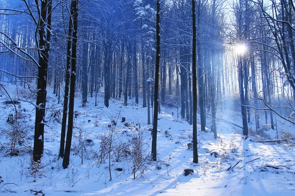 Słońce Świeciło Przez Drzewa Zimie Beskidy Czechy — Zdjęcie stockowe