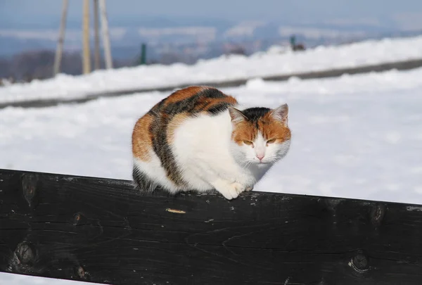 Bonito Fofo Tricolor Gato Sentado Cerca Madeira Aquecendo Sol Inverno — Fotografia de Stock