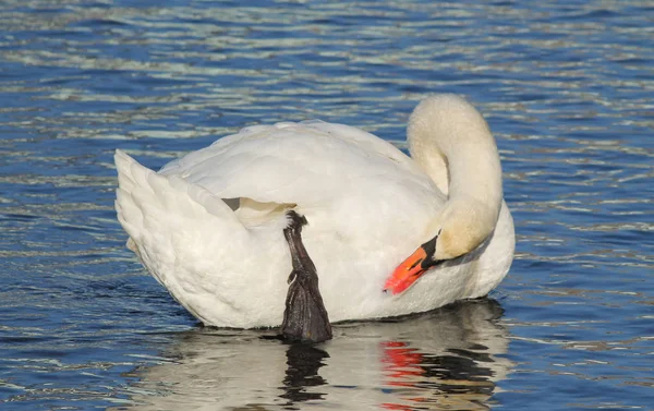 Vackra Vita Knölsvan Cygnus Olor Rengöring Sina Fjädrar — Stockfoto