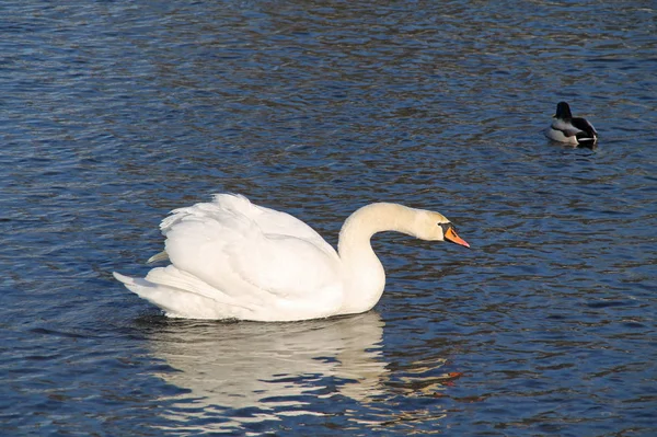 Beau Cygne Blanc Muet Cygnus Olor Nageant Sur Eau — Photo